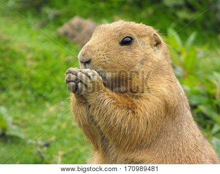 Black Tailed Prairie Dog (Cynomys ludovicianus) portrait feeding