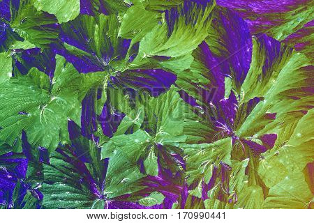 Colorful micro crystals through the microscope in polarized light