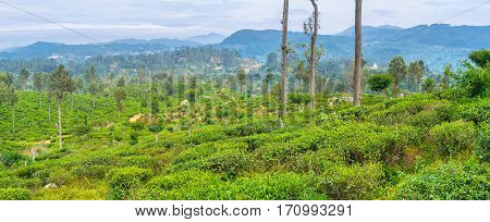The Tea Plantations