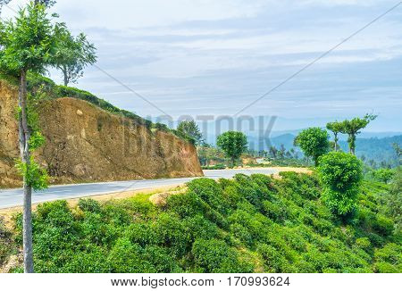 The Road Between Fields