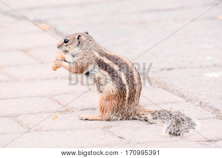 Ground Squirrel Atlantoxerus Getulus
