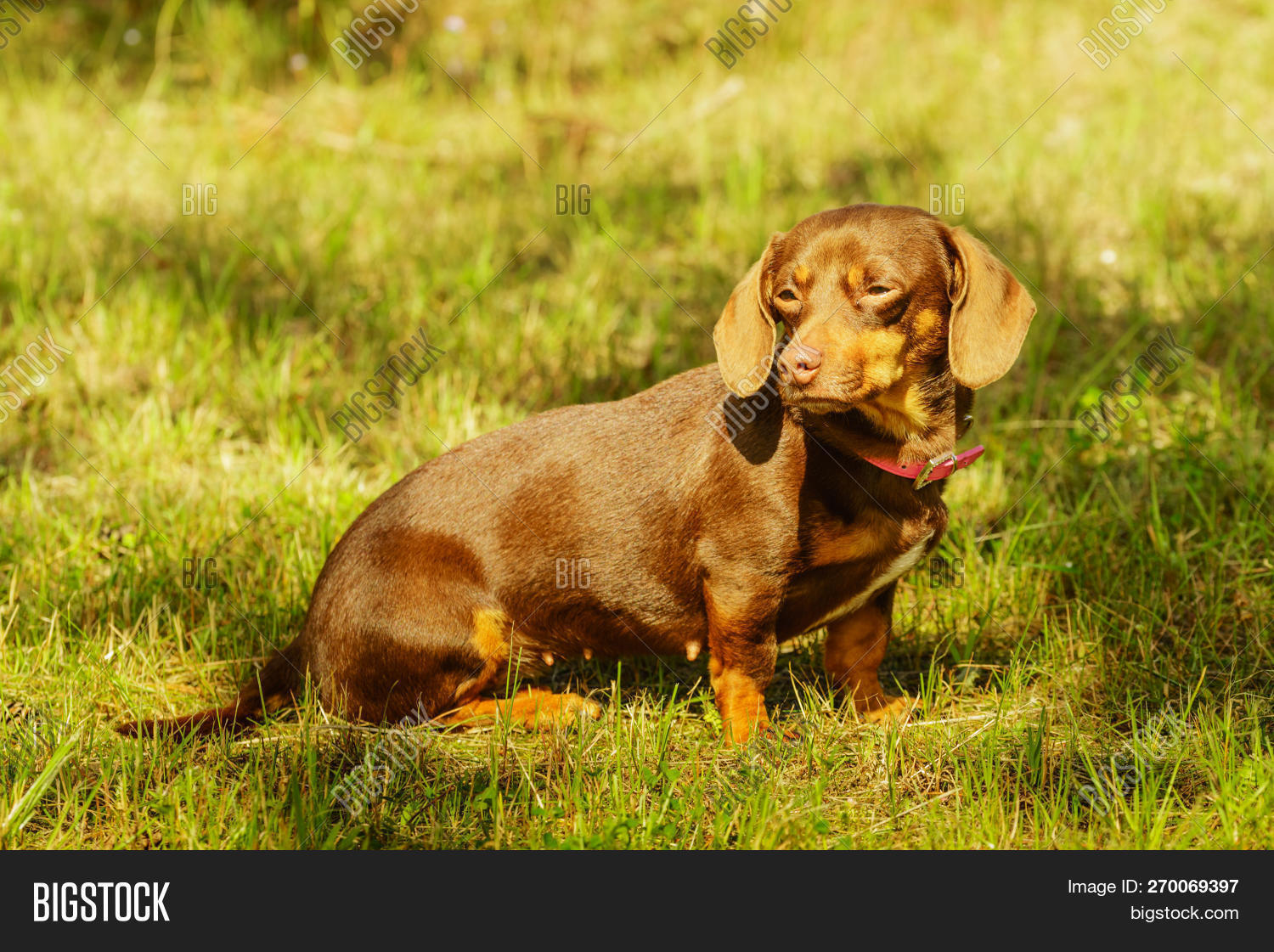 long bodied short legged breed of dog