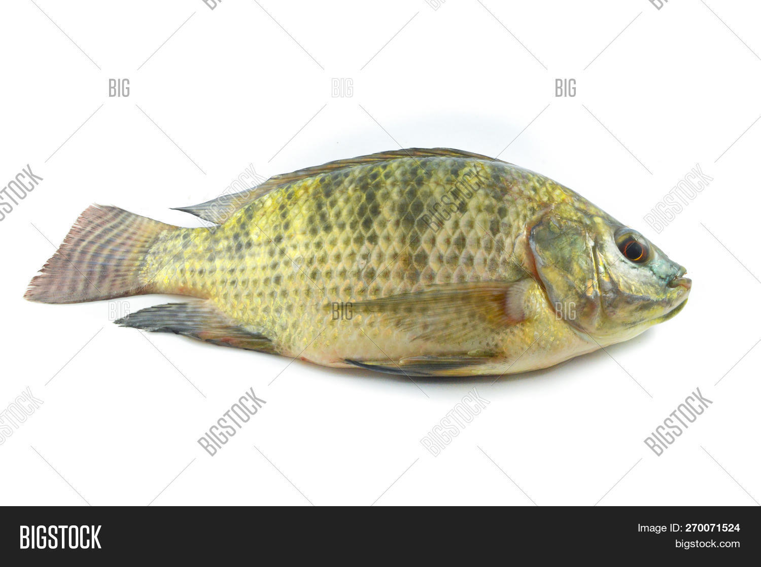 Tilapia Isolated / Image & Photo (Free Trial) Bigstock
