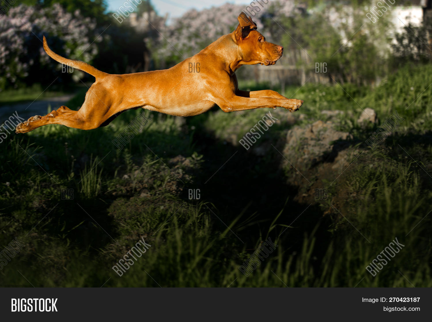 vizsla pointing