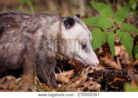 The Virginia Opossum, Didelphis Virginiana, In Autumn Park