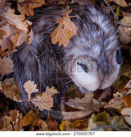 The Virginia Opossum, Didelphis Virginiana, In Autumn Park