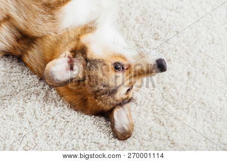Close Up Of Aborable Pembroke Welsh Corgi Dog Lying On Fluffy Rug