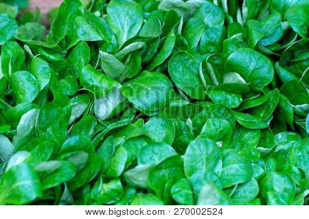 Raw Fresh Green Baby Spinach Leaves Background Close Up.top View Flat Lay.spinach Green Leaf From Th