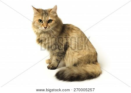 Beautiful Shaggy Cat Sitting Isolated On White