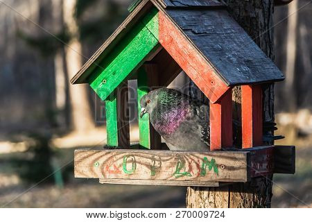 A Gray Pigeon With Rainbow Neck And Bright Eyes Sits In A Red And Green Wooden Bird And Squirrel Fee