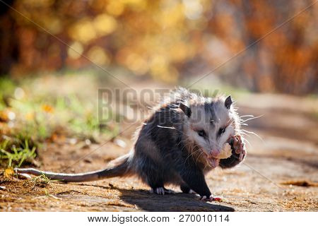 The Virginia Opossum, Didelphis Virginiana, In Autumn Park