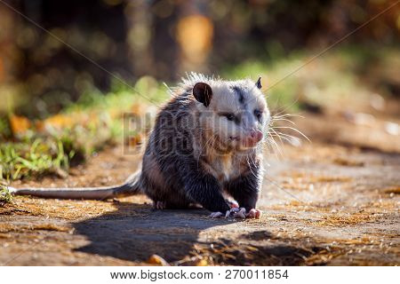 The Virginia Opossum, Didelphis Virginiana, In Autumn Park