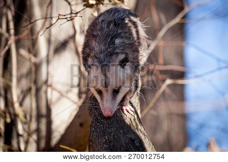 The Virginia Opossum, Didelphis Virginiana, In Autumn Park