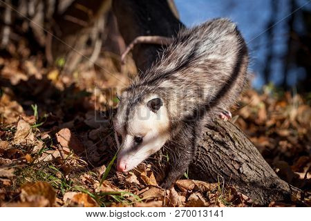 The Virginia Opossum, Didelphis Virginiana, In Autumn Park