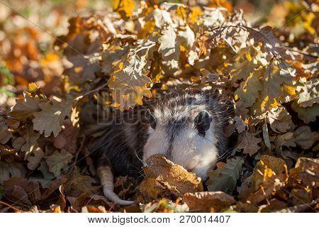 The Virginia Opossum, Didelphis Virginiana, In Autumn Park