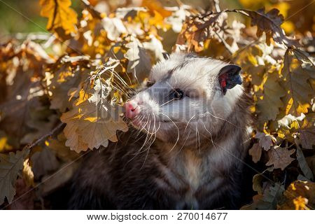 The Virginia Opossum, Didelphis Virginiana, In Autumn Park