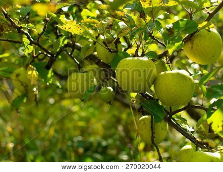 Branch With Green Apples , Autumn Harvest In The Garden