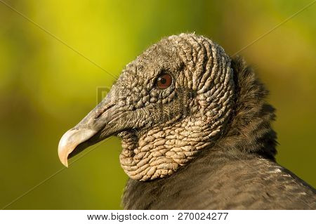 The black Vulture, coragyps Atratus Portrait Of The Head, Nice Warm Colors And Green Backgound, A Lo