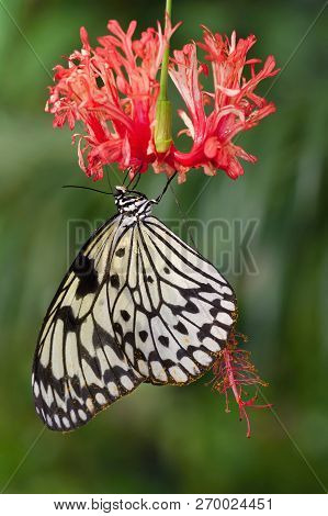 The butterfly sitting on the blue flower and sucking the nectar in the green background