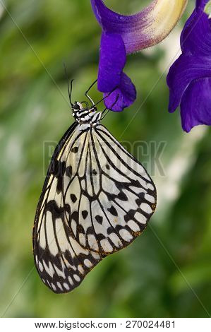 The Butterfly Sitting On The Blue Flower And Sucking The Nectar In The Green Background