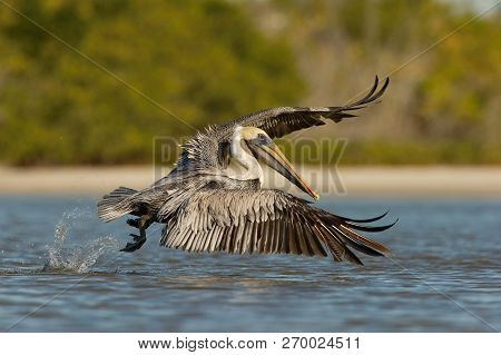 The Brown Pelican, Pelecanus Occidentalis Is Just Taking Off And Flying Over The Blue Lagoon In The 