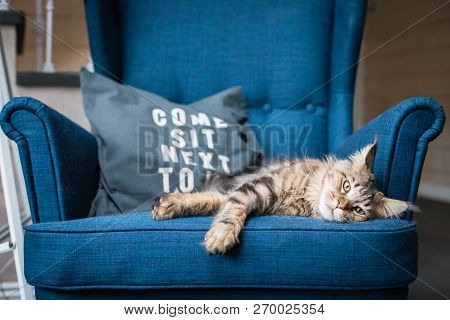 Brown Classic Maine Coon Cat Lying On The Blue Armchair, Toned