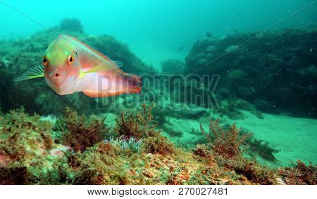 Fish Of The Portuguese Coast, Diving In Portinho Da Arrabida, Portugal