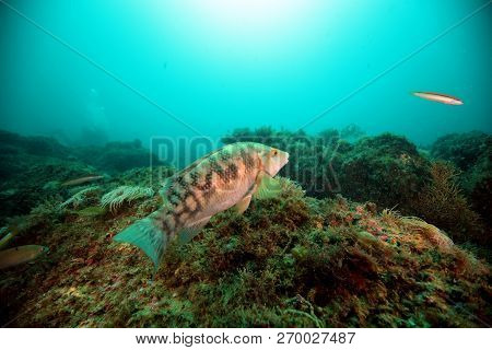 Fish Of The Portuguese Coast, Diving In Portinho Da Arrabida, Portugal