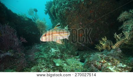 Fish Of The Portuguese Coast, Diving In Portinho Da Arrabida, Portugal