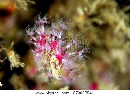 Coral, Diving In Portinho Da Arrabida, Portugal