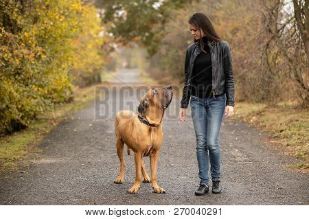 Yong Woman With Big Dog Fila Brasileiro Breed In Autumn Park, Europe