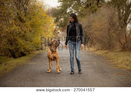Yong Woman With Big Dog Fila Brasileiro Breed In Autumn Park, Europe