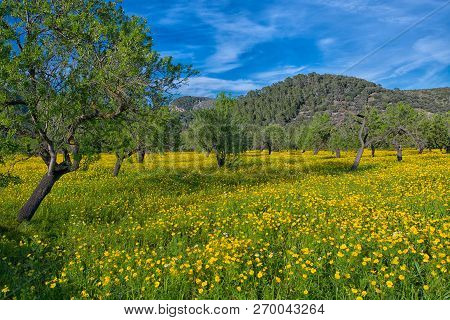 Fields Covered With Yellow Flowers During Springtime In Mallorca