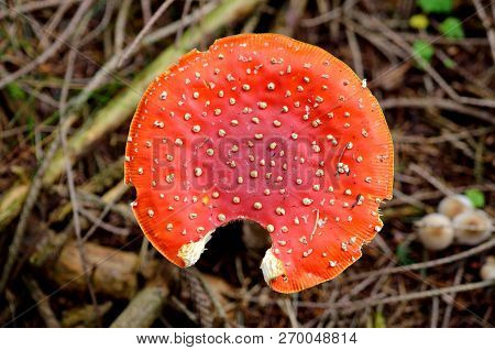 Close-up Of Toadstool Red In The Forrest