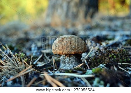 Mushroom Leccinum Versipelle Is Growing In The Forest