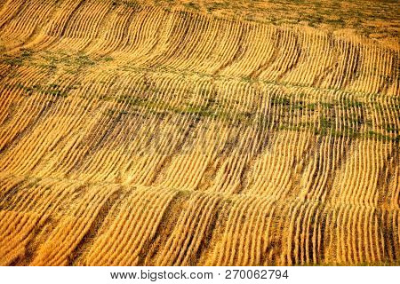 Rows and furrows on ploughed field for farming production agriculture products