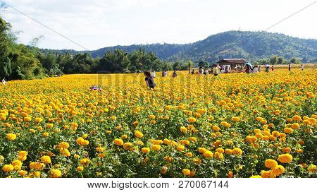 Landmark Field Yellow Marigold Landscape Blossoming Garden With Mountain Background / Nature Field S