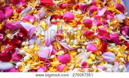 Flower Background / Pink Rose Petals And Yellow Marigold Colorful Rose Petals Flower Background Text