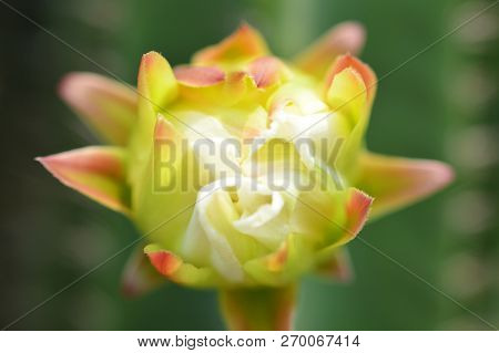 Cactus Flower Beautiful Blossoming On Cactus Tree / Close Up Colorful Plant Flower Cactus Growing In