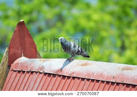 Pigeons Bird On The Roof / Common Bird Pigeons Sitting On The Red Roof In The Park With Green Backgr