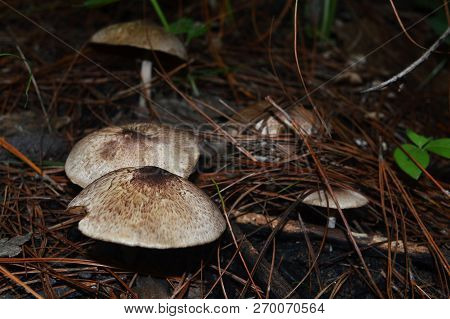 Fresh Mushrooms Growing On Ground / Wild Mushrooms Brown In The Rainforest