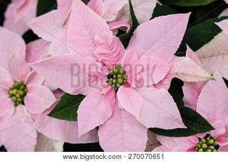 Close-up Of Beautiful Pink Poinsettia Blooming Just In Time For Christmas