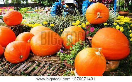 Orange Pumpkins Patch Garden / The Big Ripe Pumpkins Decorate In The Garden - Beautiful Colorful Man