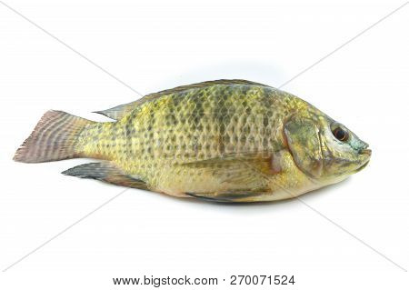 Tilapia Isolated / Fresh Tilapia Fish Isolated On White Background - Nile Tilapia Freshwater