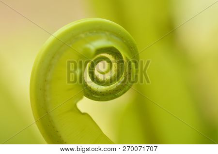New Green Leaves Of Bird's-nest Fern Or Nest Fern Leaf Roll / Beautiful Circle Green Background - Cl
