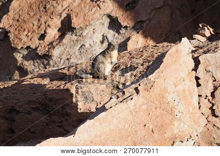 Southern Viscacha Lagidium Viscacia In The Sur Lipez Desert, Bolivia