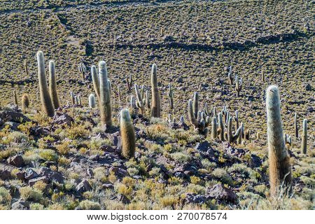Group Of Huge Trichoreus Cactii On A Hill In The Surroundings Of Salar De Uyuni Salt Flat, Bolivia