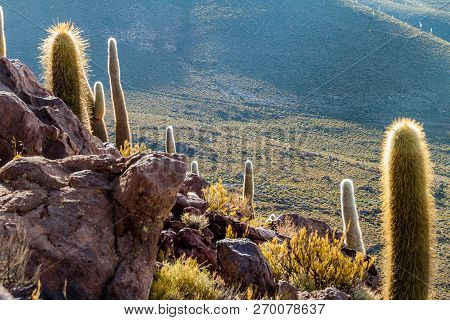 Group Of Huge Trichoreus Cactii On A Hill In The Surroundings Of Salar De Uyuni Salt Flat, Bolivia