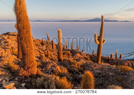 Isla Incahuasi Isla Del Pescado In The Middle Of The Worlds Biggest Salt Plain Salar De Uyuni, Boliv
