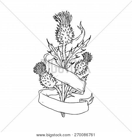 Drawing Sketch Style Illustration Of A Scottish Thistle With Ribbon Or Scroll Wrap Around On Isolate
